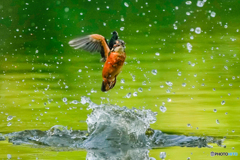 いつもの公園「エメラルドダンス」（２）