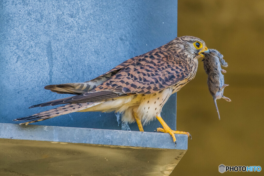 ハタネズミ（チョウゲンボウ）