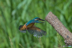 いつもの公園「新しい居場所、気に入っていただけたでしょうか？」（２）