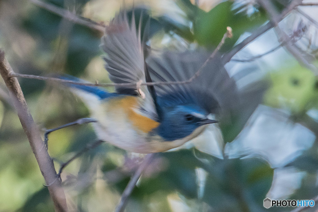 青い鳥に会ってきました。（ルリビタキ）（３）