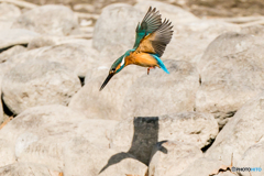 いつもの公園「影踏み遊び」（２）