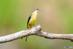 いつもの公園「痩身の美鳥」