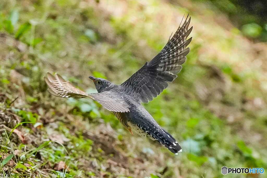 いつもの公園「おっチャン探偵団」