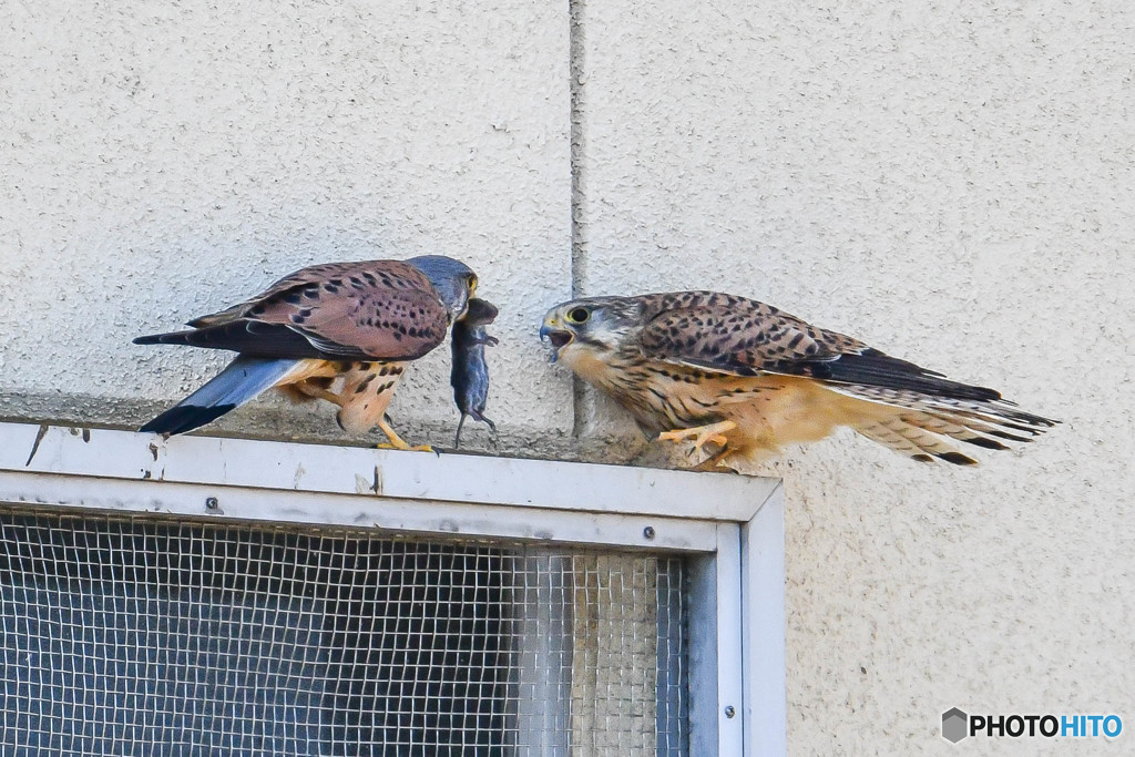 チョウゲンボウ獲物渡しⅡ（３）