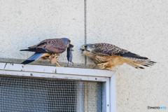 チョウゲンボウ獲物渡しⅡ（３）