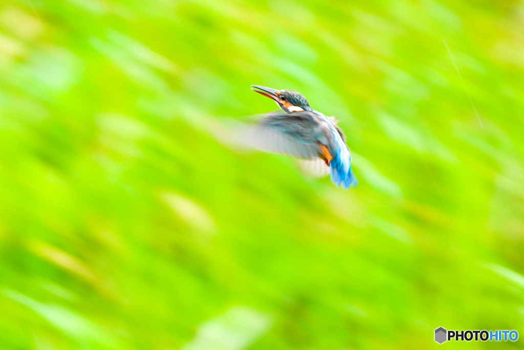 いつもの公園「流」