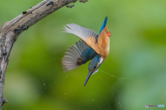 いつもの公園「カワセミ悠々」（２）