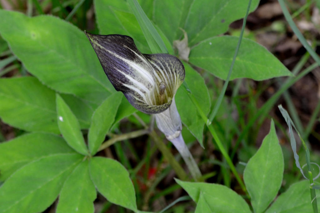 森に咲く「マムシグサ」