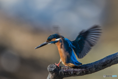 いつもの公園「翔春」（カワセミ）
