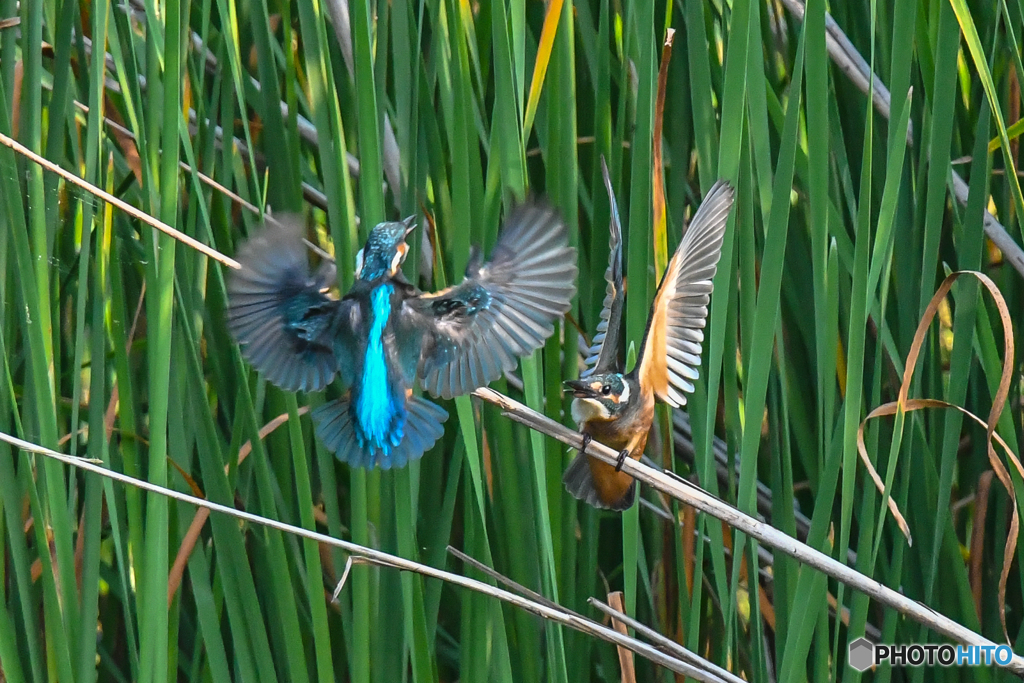 いつもの公園「カワセミ日記（４８）バトルフィールド（１）