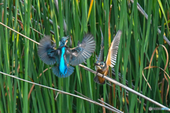 いつもの公園「カワセミ日記（４８）バトルフィールド（１）