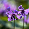 麗華（カタクリ）（７）
