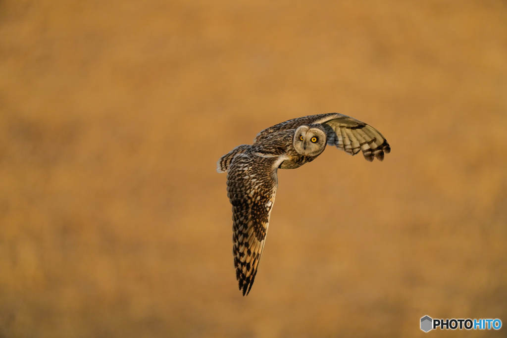 コミミズク雅章