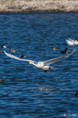 ガバ沼、白鳥団地（２）