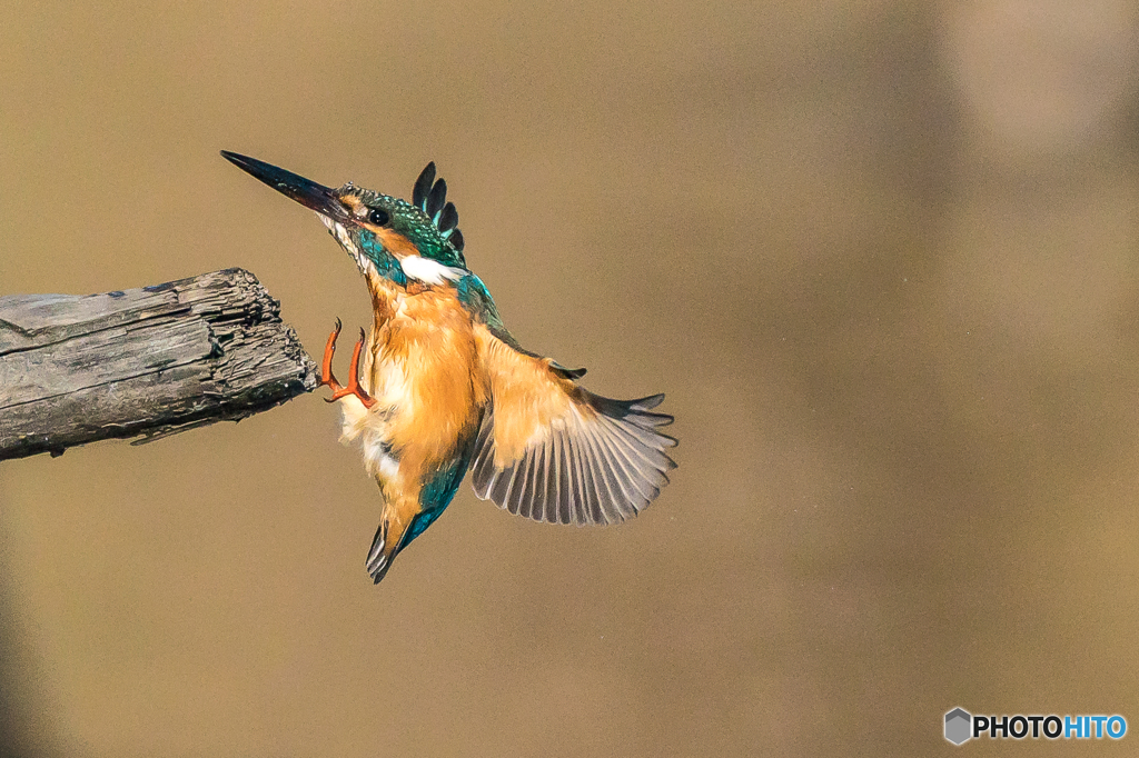 いつもの公園「着」