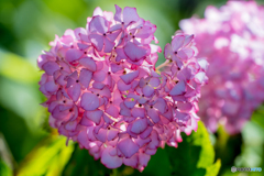 いつもの公園「紫陽花麗華」