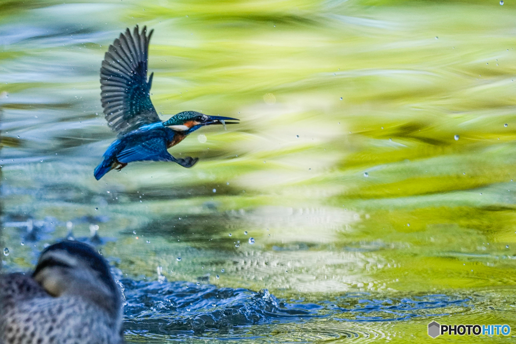 いつもの公園「秋景、鈍色飛翔」