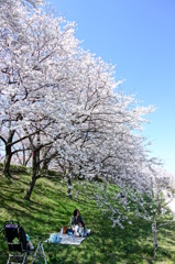 サクラ、花日和