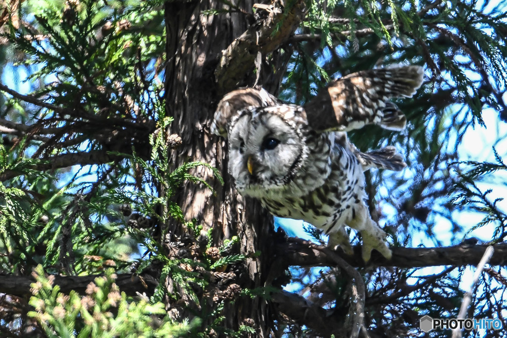 杜の人「ピョ～ン」と（フクロウ）（１）