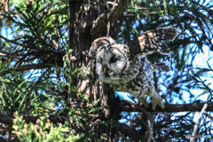 杜の人「ピョ～ン」と（フクロウ）（１）