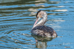 いつもの公園「冠さん、そろそろ夏羽根」