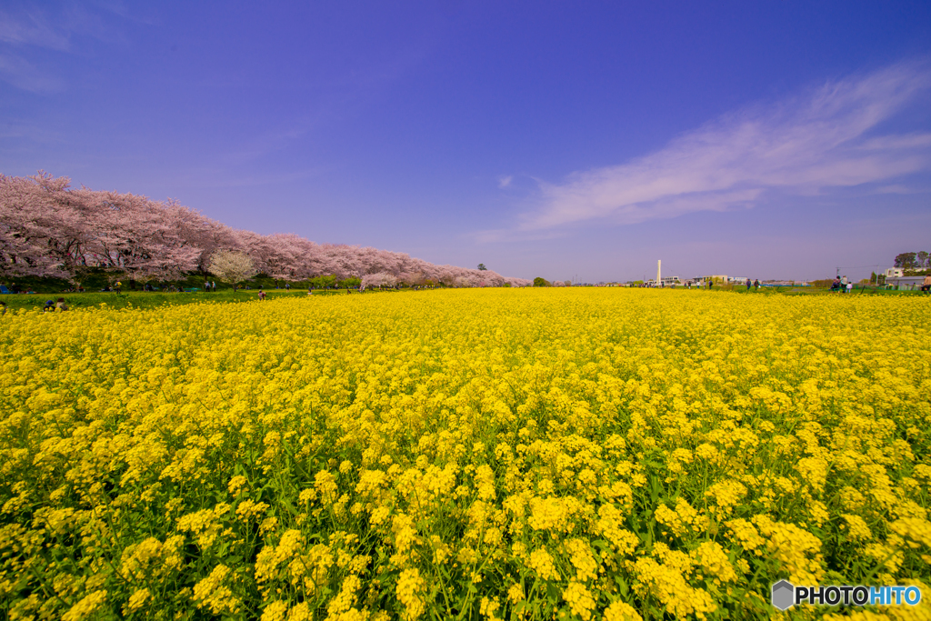 権現堂桜