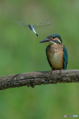 いつもの公園「まだまだ、若いです」