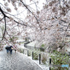 雪櫻（埼玉県幸手市権現堂公園）（５）