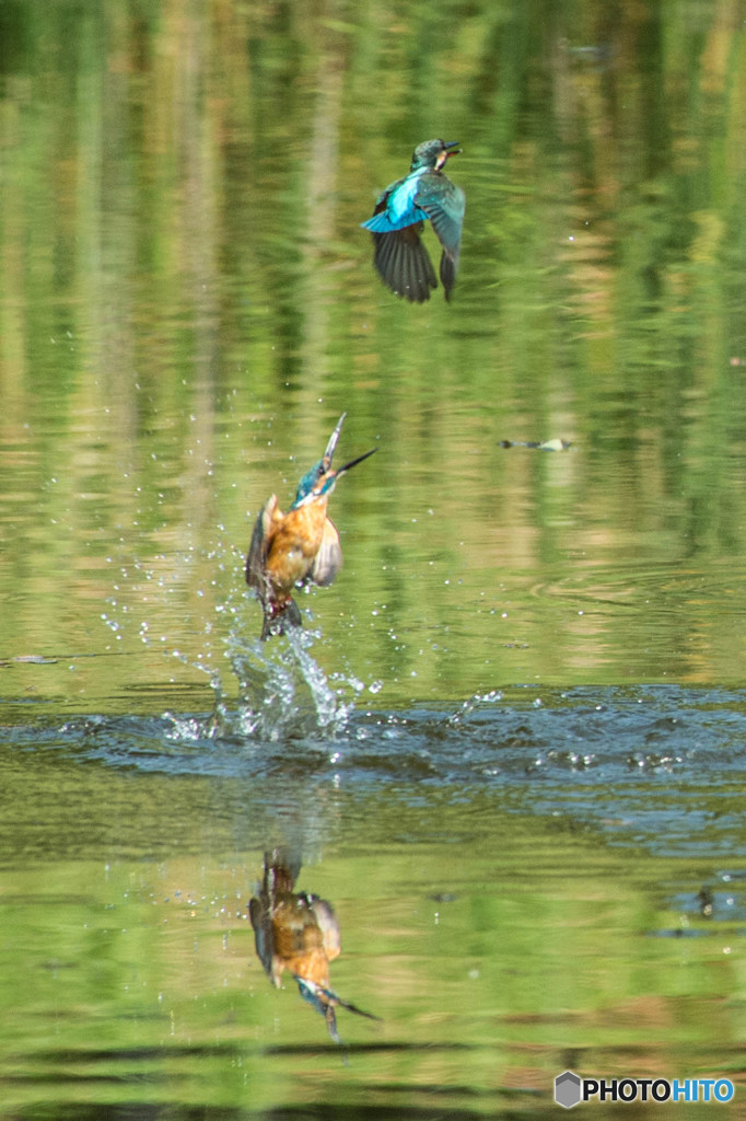 いつもの公園2015「チェイス、カワセミ」（１）