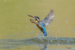 いつもの公園「水温む」