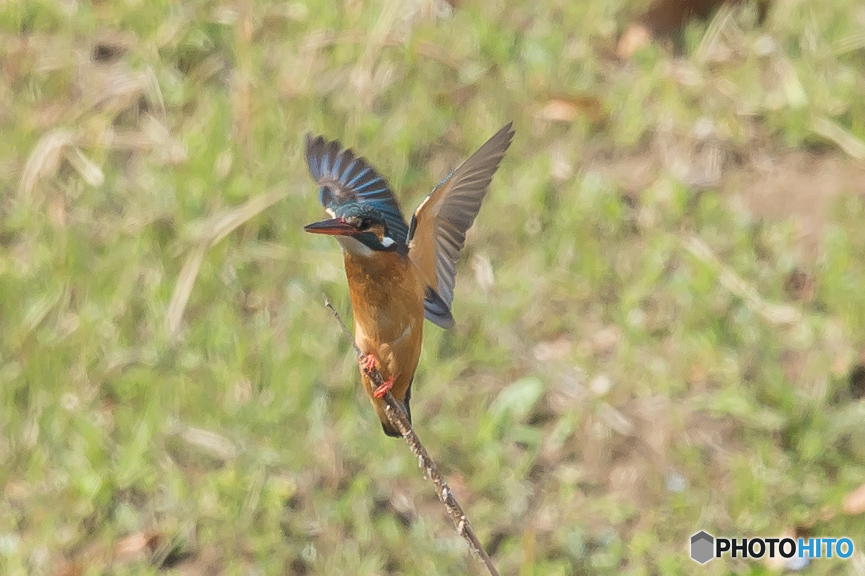 いつもの公園「カワセミ三葉」（２）