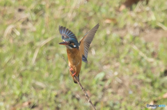いつもの公園「カワセミ三葉」（２）