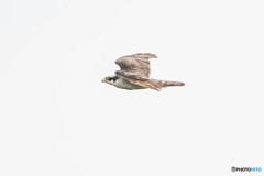 カラス林のオオタカの木「雄飛」（１）