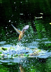 カワセミの池（２）９－３「水切り」