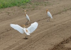 アマサギ五葉　５－４「夏毛」