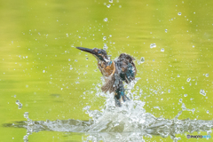 いつもの公園「水飾り」（２）