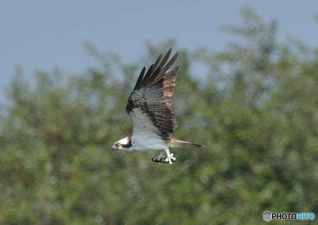 ミサゴ来る（７）「目の前を」