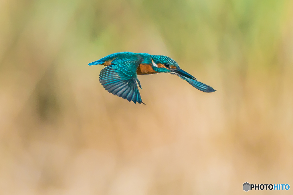 いつもの公園「勤労感謝の日」（１）