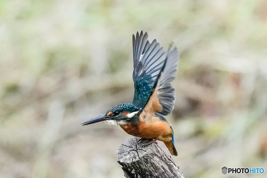 いつもの公園「ヤッホ～なポーズ」