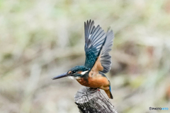 いつもの公園「ヤッホ～なポーズ」