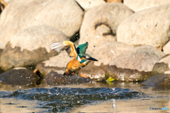 いつもの公園「ライブ！」（６）