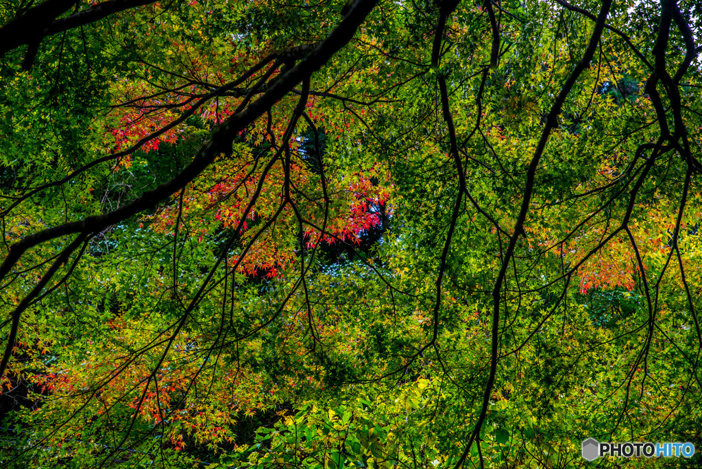 紅注す頃（蓬莱山神社）（１）