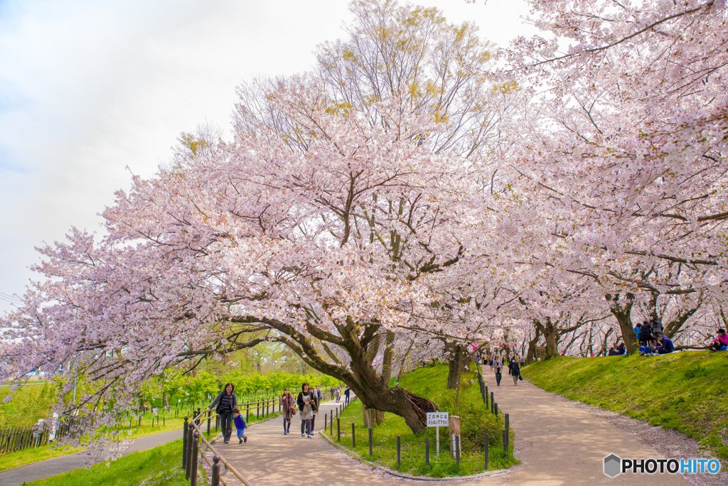 華日和三景（二）（幸手市権現堂）