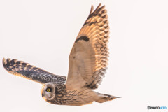 風穏やか冬野人悠々（コミミズク）（１６）