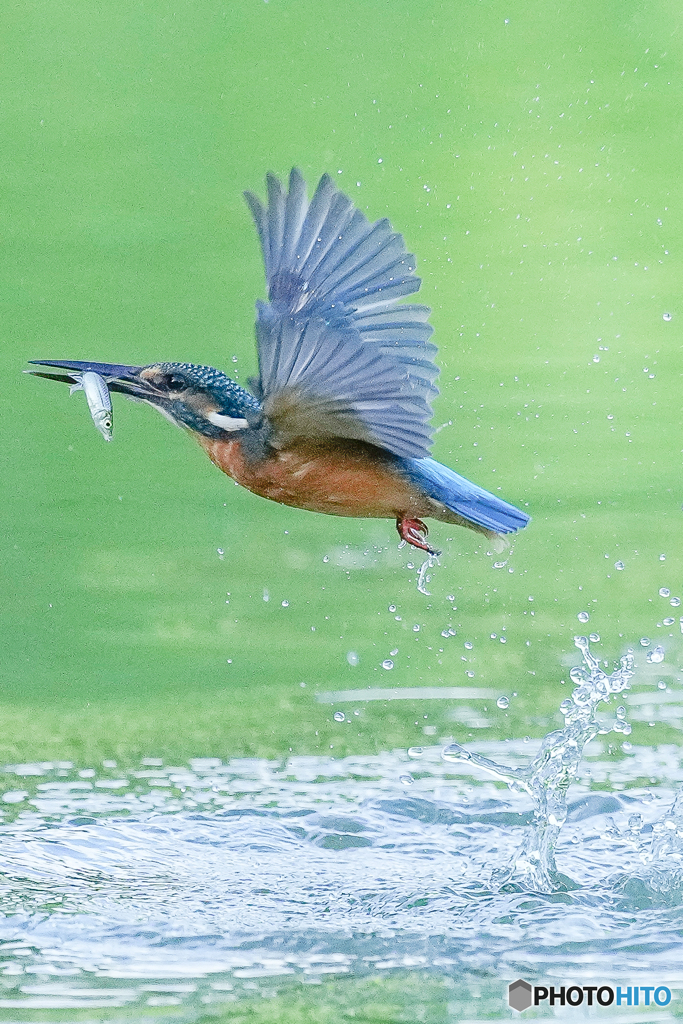 いつもの公園「水面蹴って」