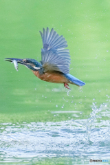 いつもの公園「水面蹴って」