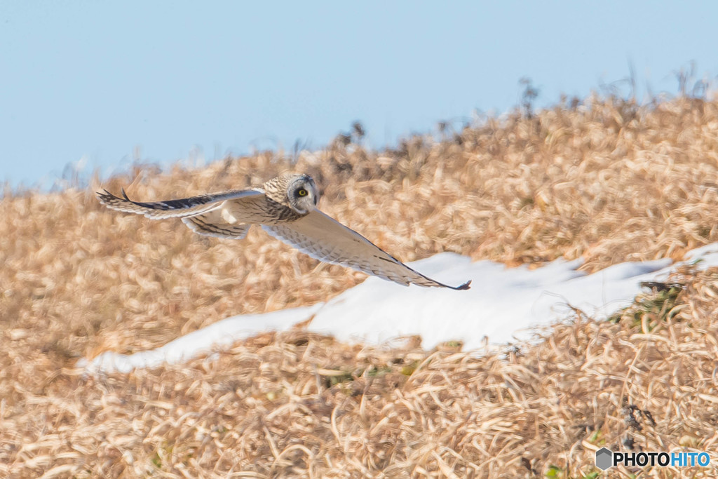 雪コミミ（１）