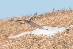 雪コミミ（１）