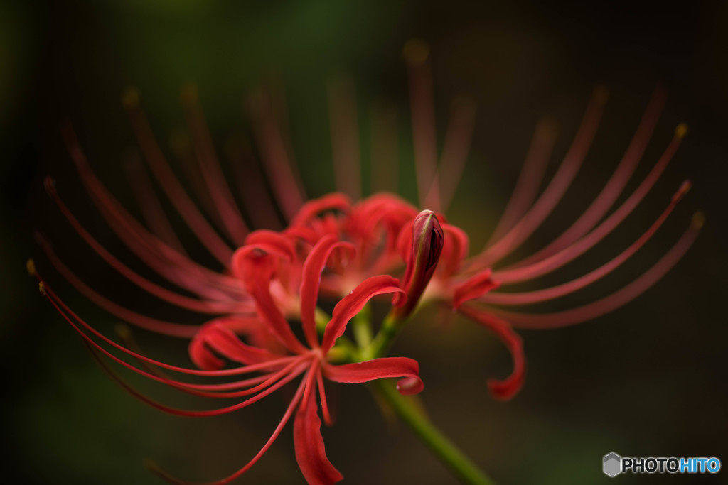 曼珠沙華秋景「秋景色」