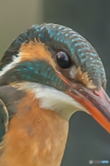 いつもの公園「カワセミ日記（２６）」